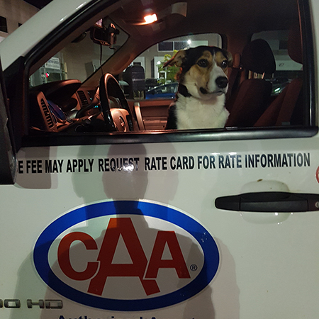 Angel the Border Collie