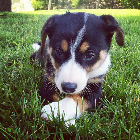 ‎bordercollie