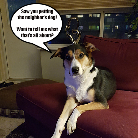 bordercolliegram